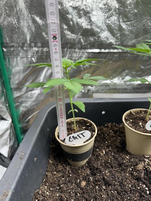 Critical Strain Test. Week 3 - 16cm