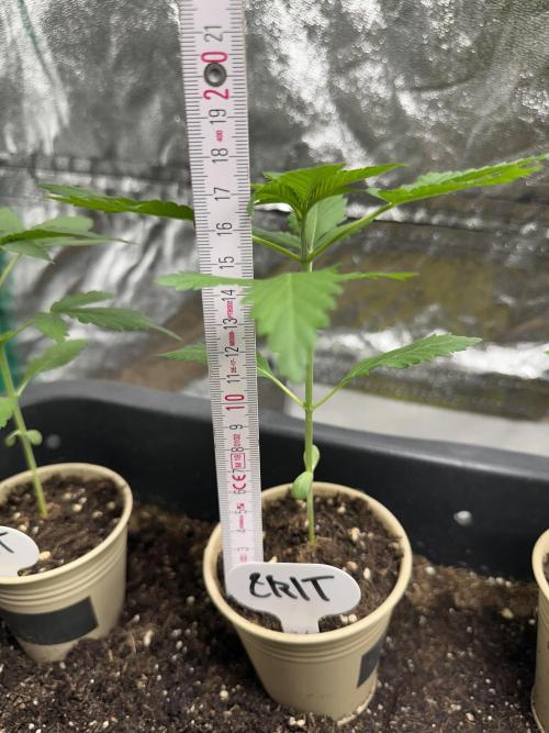 Critical Strain Test. Week 3 - 17cm