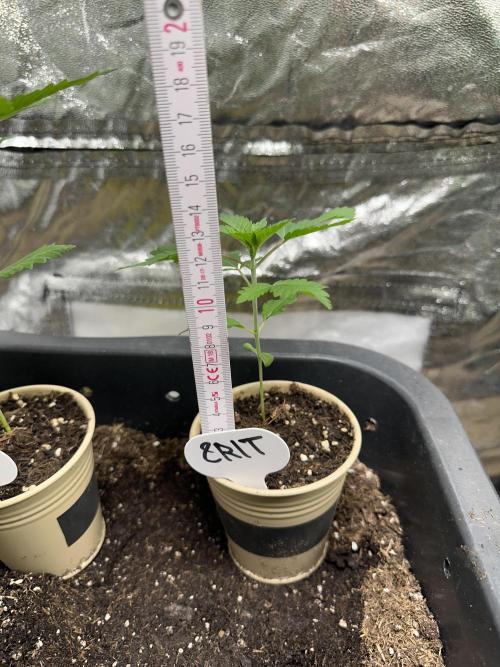 Critical Strain Test. Week 3 - 13cm