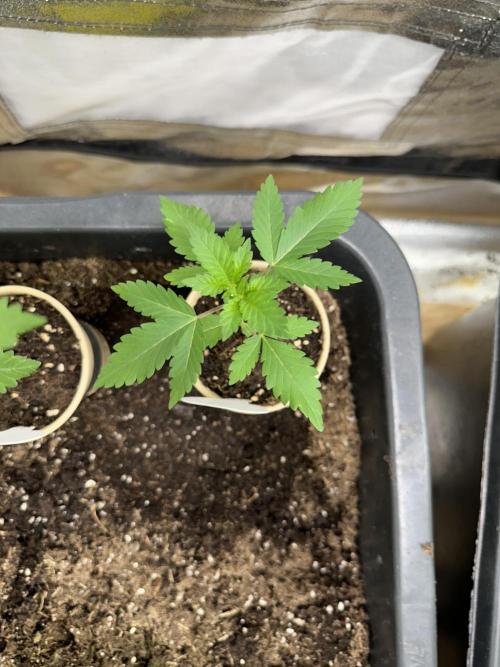 Critical Strain Test. Week 3