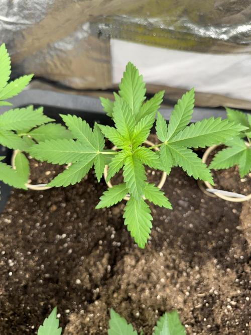 Critical Strain Test. Week 3