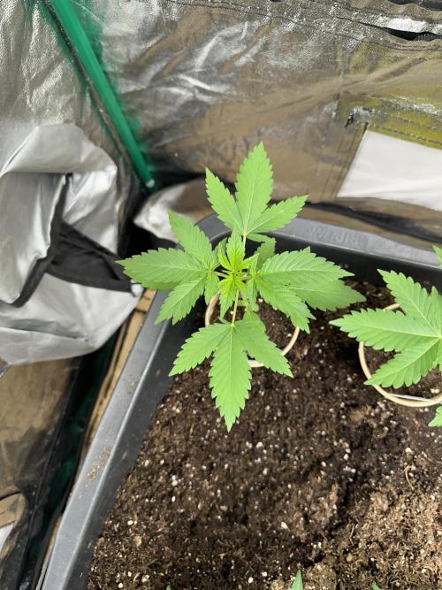 Critical. Week 3