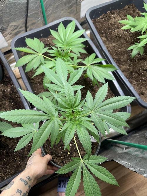 Devils Pastry. Week 3 - The one in the 13ltr Pot will go to flower soon