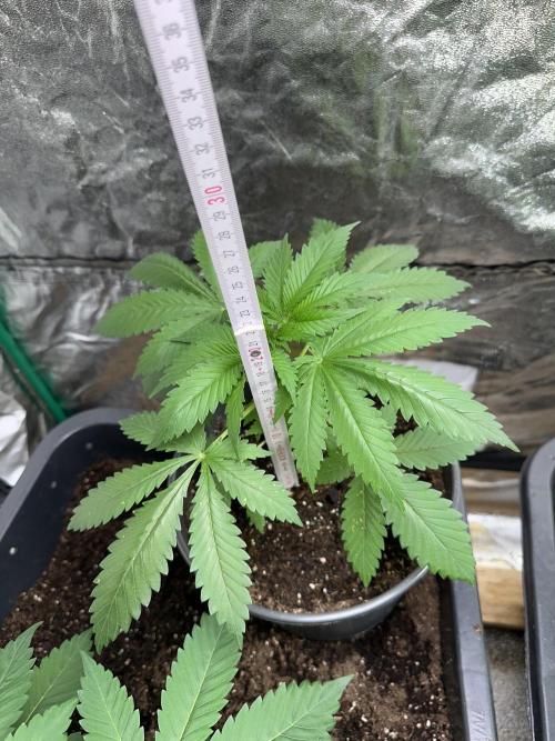 Future Frost #1. Week 3 - Plant in the 13ltr Pot is 23cm.