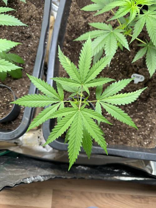 GG#4 Strain Test. Week 3 - Curvy leaf 