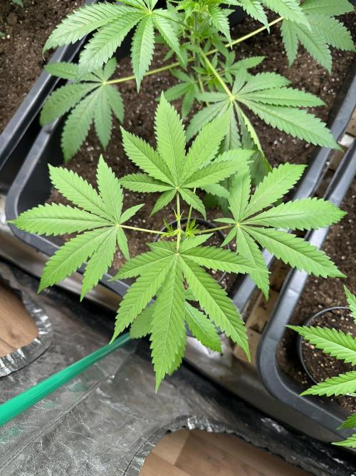 GG#4 Strain Test. Week 3