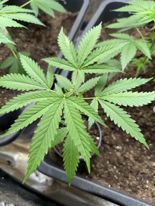 GG#4 Strain Test. Week 3