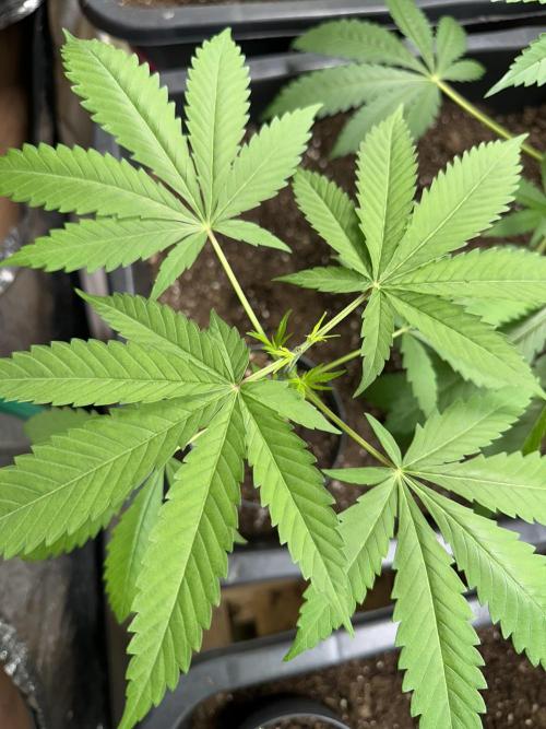 GG#4 Strain Test. Week 3 - Topped them yesterday.