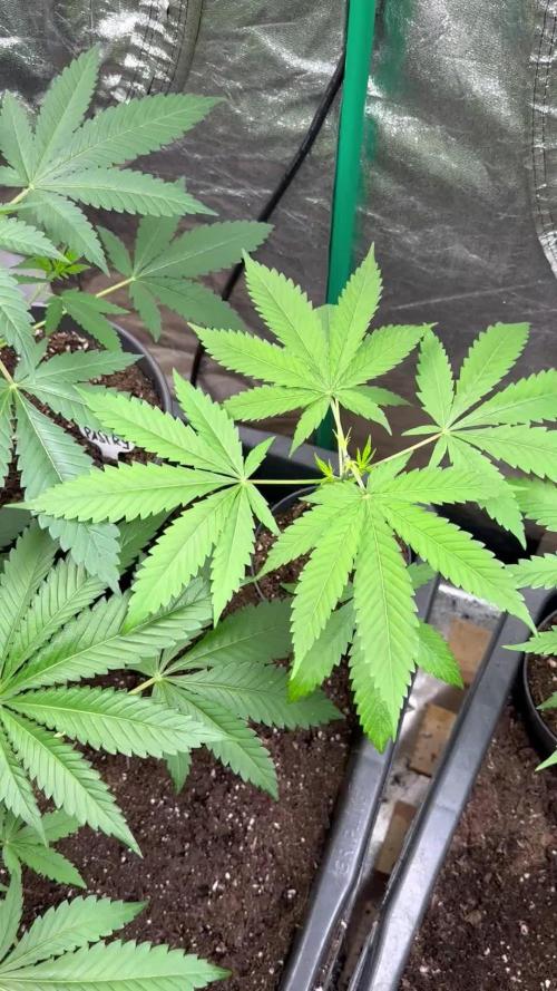 GG#4 Strain Test