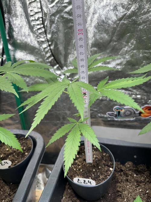 GG#4 Strain Test. Week 3 - 23cm