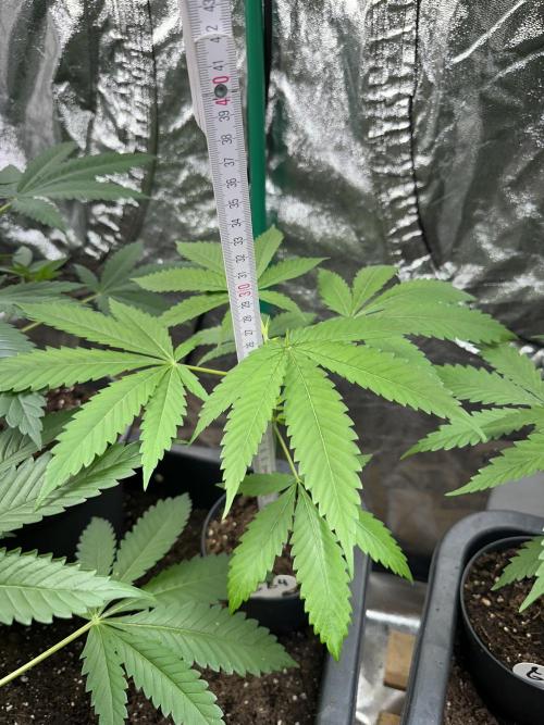 GG#4 Strain Test. Week 3 - 26cm