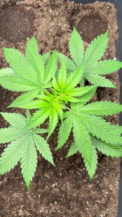 Critical Runtz Sensi Seeds