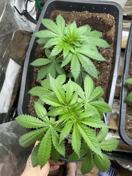 Future Frost #1. Week 3 - Morning after repotting