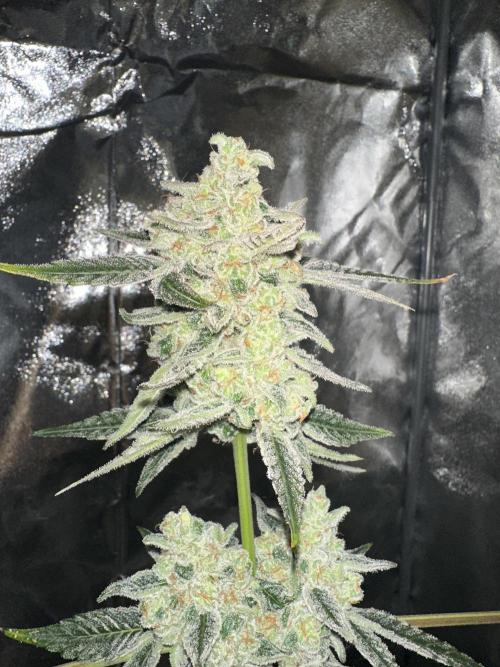 Revegge Punch Pie‘s 🥊👶🏻👌🏼. Week 9 - Cant wait to finally harvest this small one!