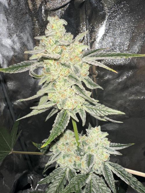 Revegge Punch Pie‘s 🥊👶🏻👌🏼. Week 9 - Clones from Punch Pie are frosty ❄️