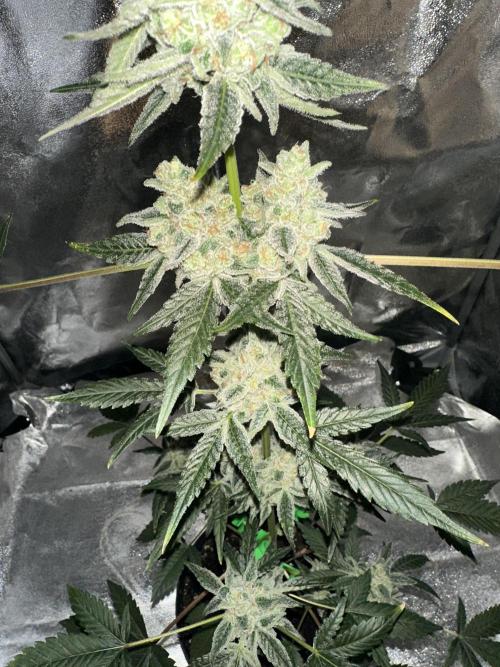 Revegge Punch Pie‘s 🥊👶🏻👌🏼. Week 9