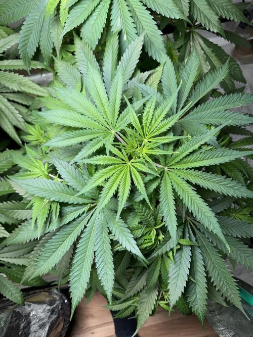 Lemon Mandarin. Week 5