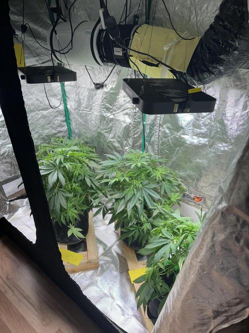 Lemon Mandarin. Week 6