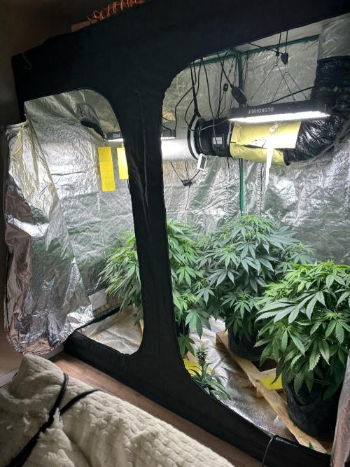 Lemon Mandarin. Week 7