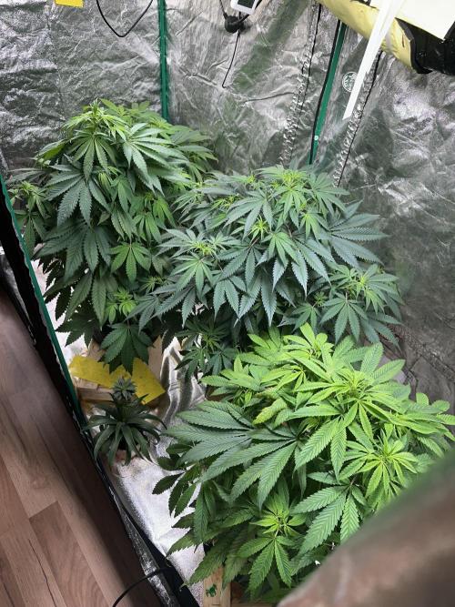 Lemon Mandarin. Week 7