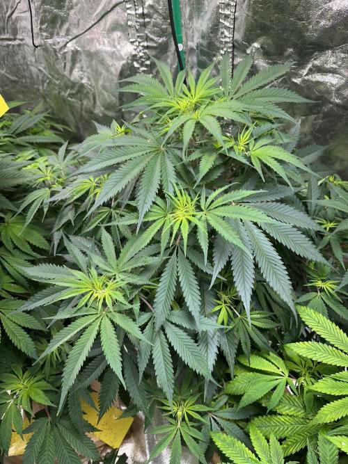 Lemon Mandarin. Week 7