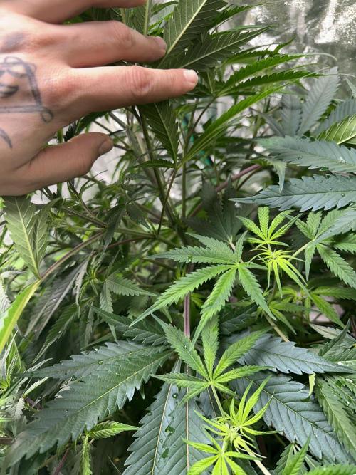 Lemon Mandarin. Week 7