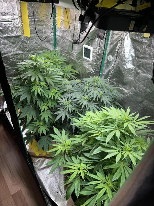 Lemon Mandarin. Week 10