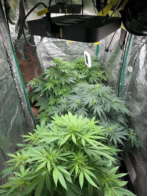 Lemon Mandarin. Week 10