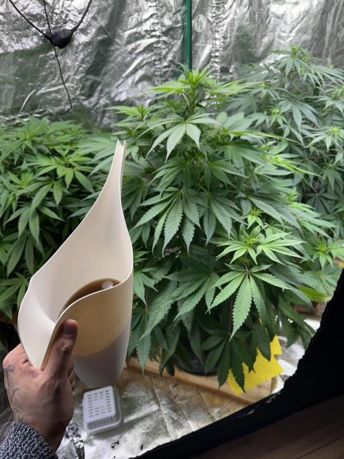Lemon Mandarin. Week 10