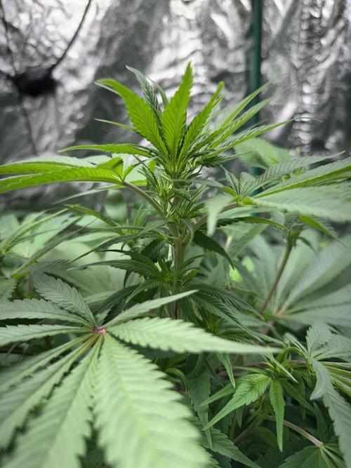 Lemon Mandarin. Week 10