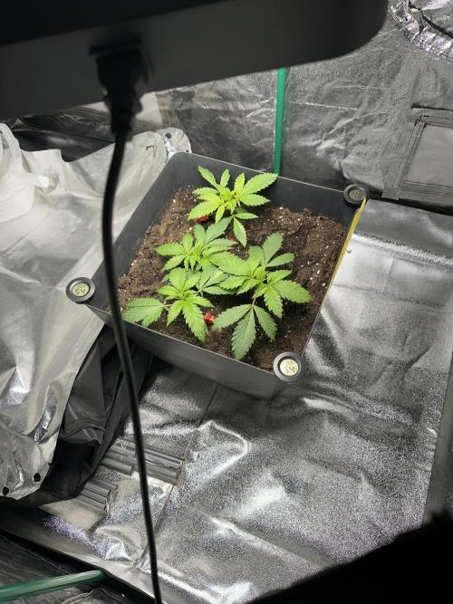 Lemon Mandarin. Week 0