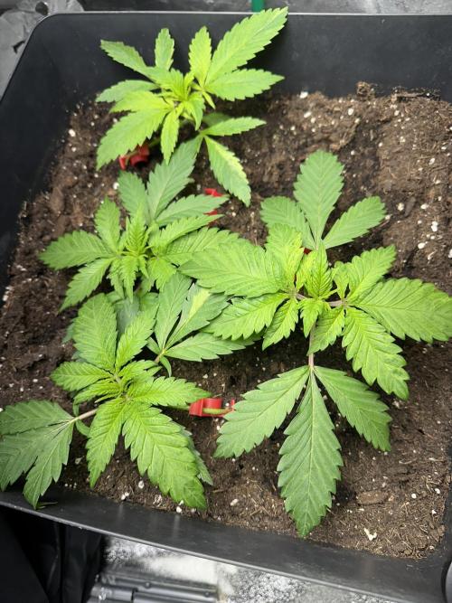Lemon Mandarin. Week 0