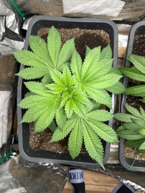 Future Frost #1. Week 4