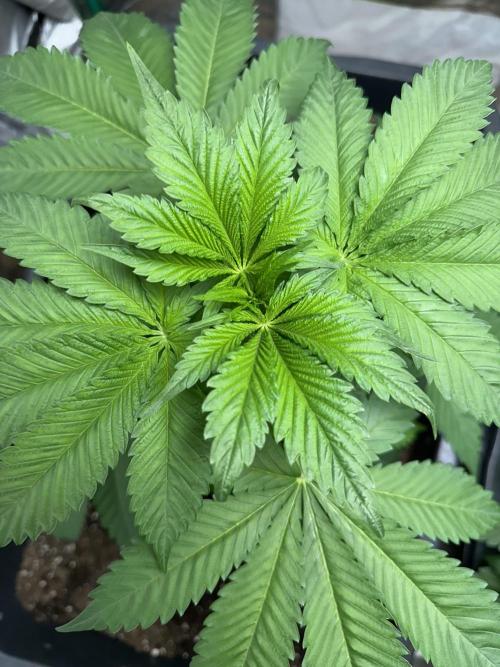 Future Frost #1. Week 4