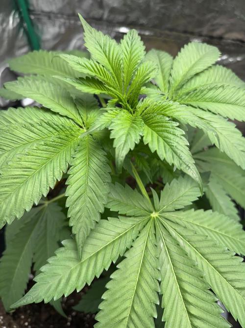 Future Frost #1. Week 4