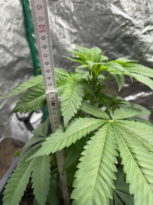 Future Frost #1. Week 4 - Its 47cm now