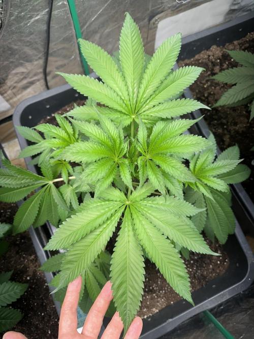 Devils Pastry. Week 4