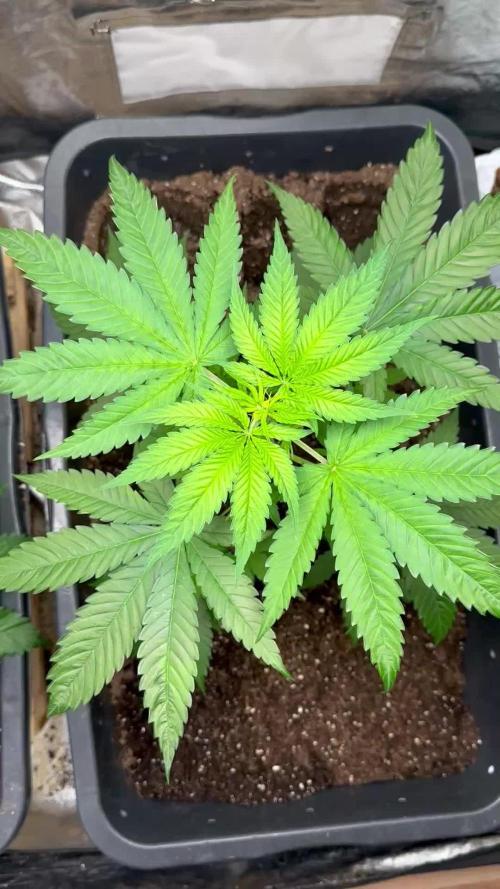 Critical Runtz Sensi Seeds