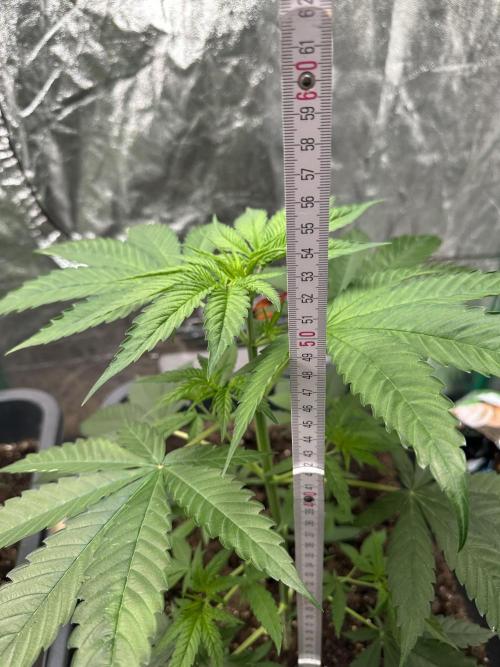 Critical Runtz Sensi Seeds. Week 4 - 53cm now