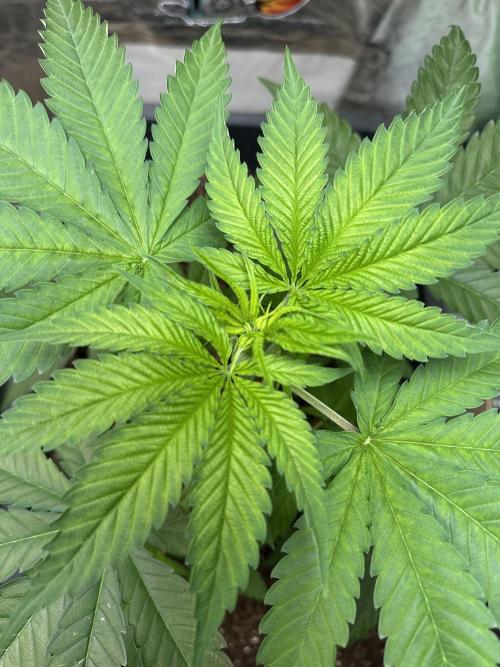 Critical Runtz Sensi Seeds. Week 4