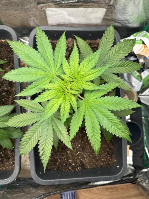 Critical Runtz Sensi Seeds. Week 4