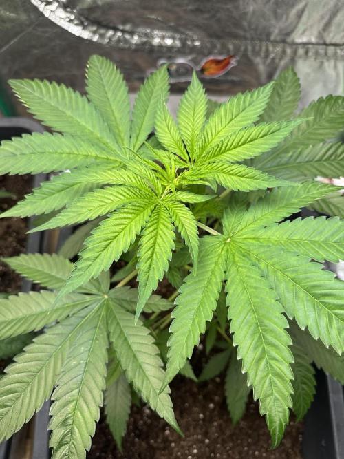 Critical Runtz Sensi Seeds. Week 4