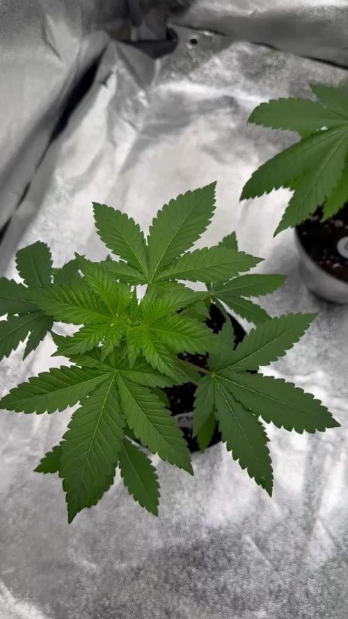 Critical Runtz Sensi Seeds