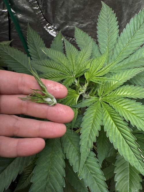 Critical Runtz Sensi Seeds. Week 5