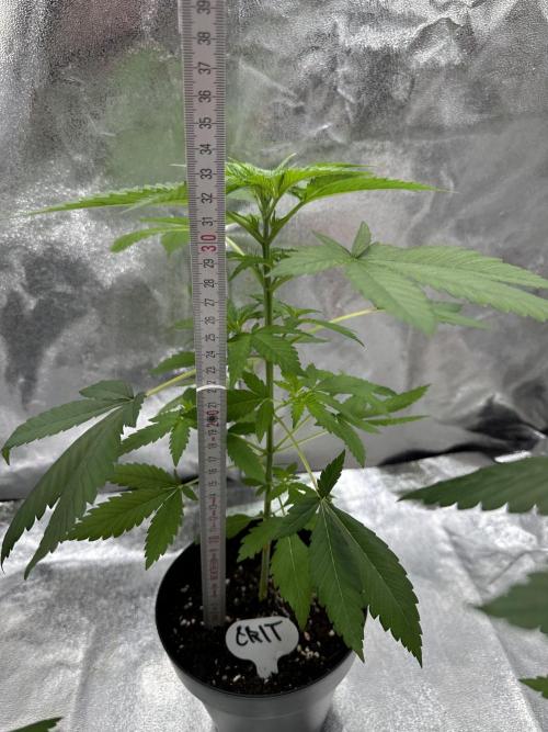 Critical Strain Test. Week 4 - All about ~33cm