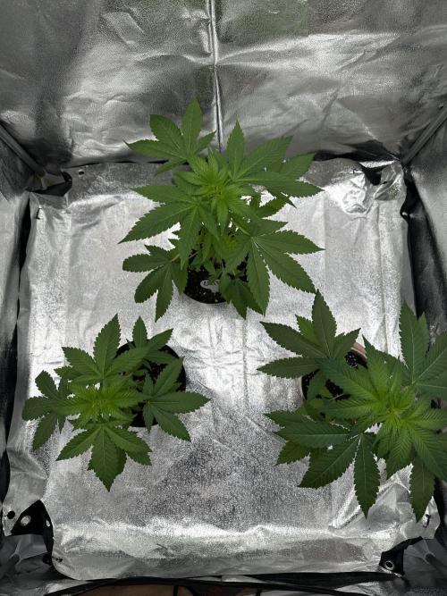 Critical Strain Test. Week 4