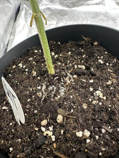 Critical Strain Test. Week 4 - Some roots