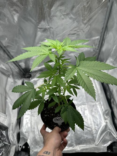 Critical Strain Test. Week 4