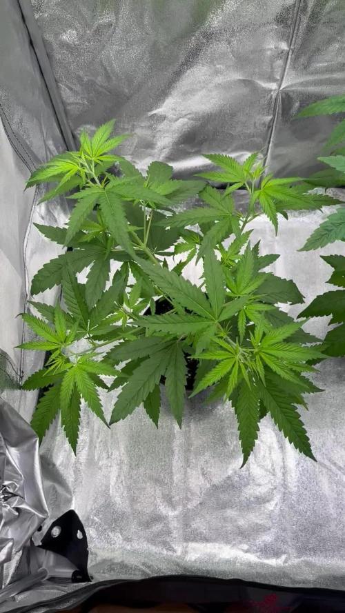 GG#4 Strain Test
