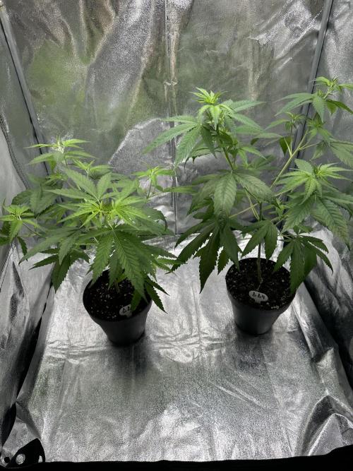 GG#4 Strain Test. Week 4